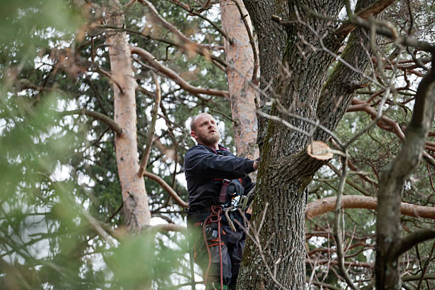  Alderson, WV Tree Care Pros